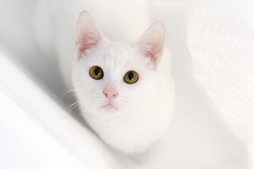  Kucing  Putih  Comel