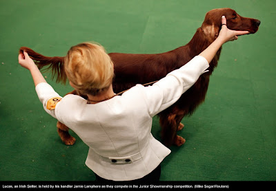 135th Westminster Kennel Club Dog Show at Madison Square Garden in New York City