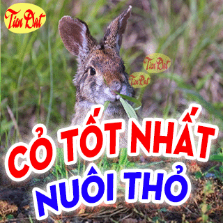 Loại cỏ tốt nhất để nuôi thỏ