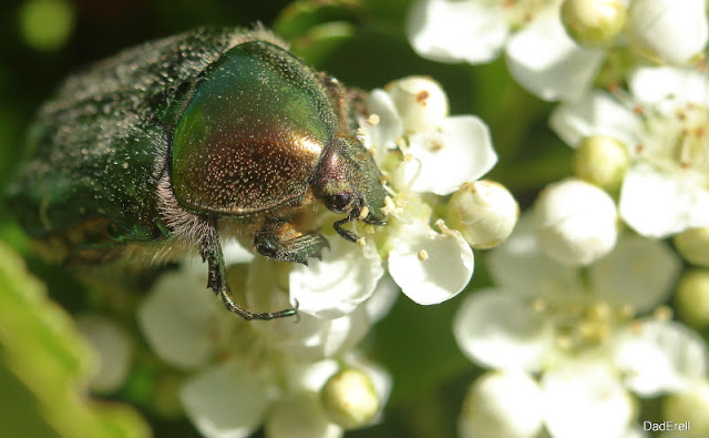 Scarabée doré sur des fleurs de cotonéaster 