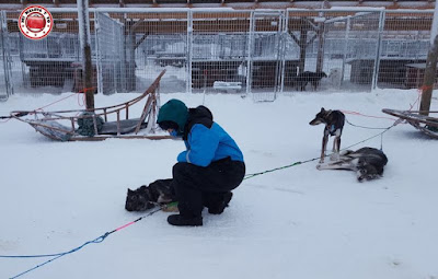 Trineos de huskies en Rovaniemi, Finlandia