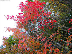 Color de las Hojas en Lakeside Cedar Cabins en Maine 