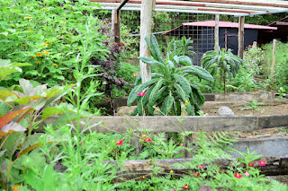 vegetable garden in the tropics