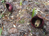 よく監査すると花粉がまわりに飛び散っていた。