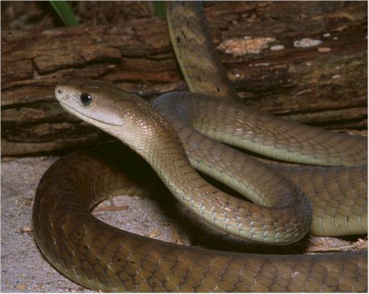 Natural Life Venomous snake  BLACK  MAMBA 