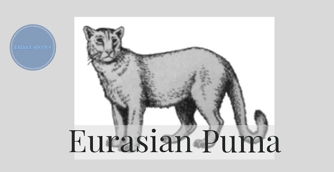 Eurasian puma (puma parodies) 