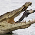 Water probed after hundreds of Kruger crocs die