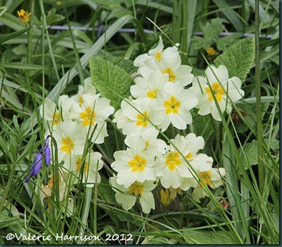 19-primroses