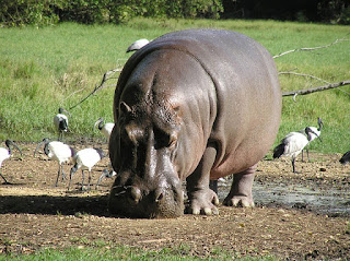 29 Informasi & Fakta Menarik Tentang Kuda Nil, Mamalia dari Keluarga Hippopotamidae