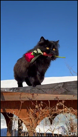 “Beloved human Mom, I bring you a beautiful rose, you deserve it because you're so nice to me.”