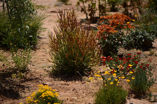 small sunny garden, garden bloggers bloom day, amy myers, desert garden