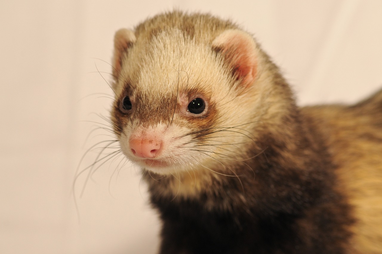 A close look at a ferret's face