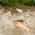 Casey: Immediate Action Critical to Preventing Asian Carp Invasion in PA