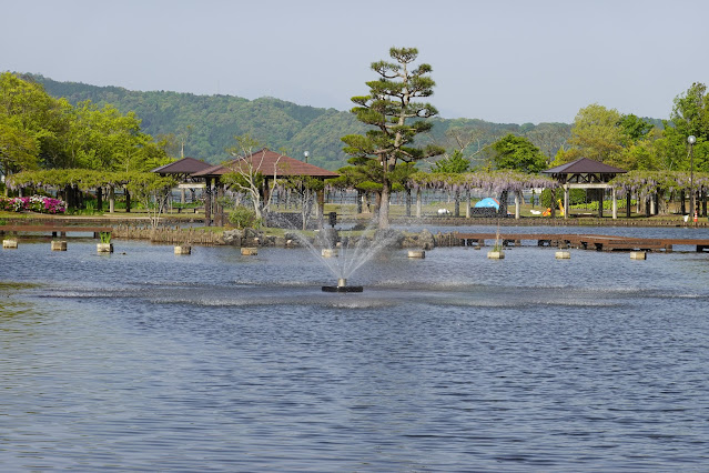 鳥取県東伯郡湯梨浜町藤津 東郷湖羽合臨海公園あやめ池公園