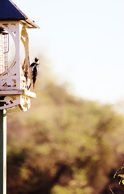 wood projects bird feeders