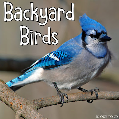 Montessori-Inspired Backyard Birds 3-Part Cards from In Our Pond