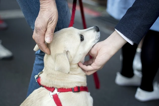What is an emotional support animal and how to get one