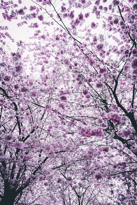 cherry-blossom-trees