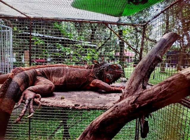 Iguana Di Kebun Binatang Mini Taman Olba.