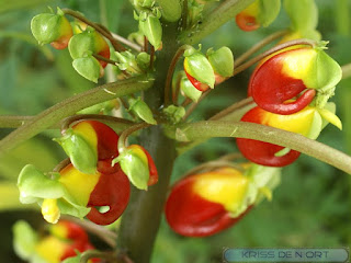 Impatience du Zaïre - Bec de perroquet - Impatience de Zanzibar - Impatiens niamniamensis