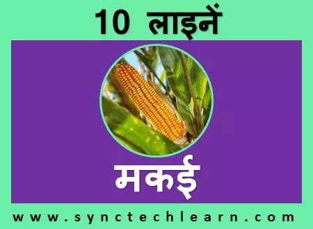 10 lines on maize in hindi for class 1