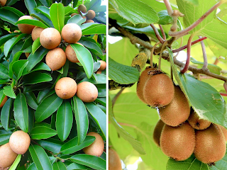 Deceptive Delights: Top 21 Fruits That Look Alike but Taste Uniquely Different"