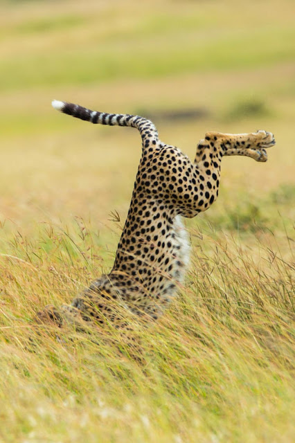 Competição as fotografias mais divertidas da vida selvagem