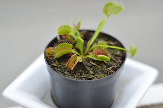 Fluefanger, Dionaea muscipula