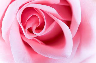 Pink Rose flower photo gallery