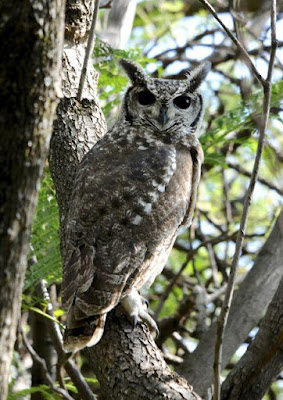 Bubo cinerascens