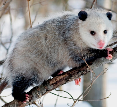 Opossums Facts