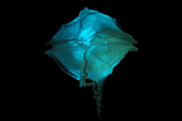dinoflagelado curiosciencia
