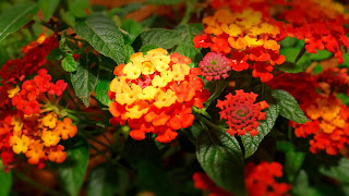 Summer Best Plants For Your Home As Per Climatic Zones-India