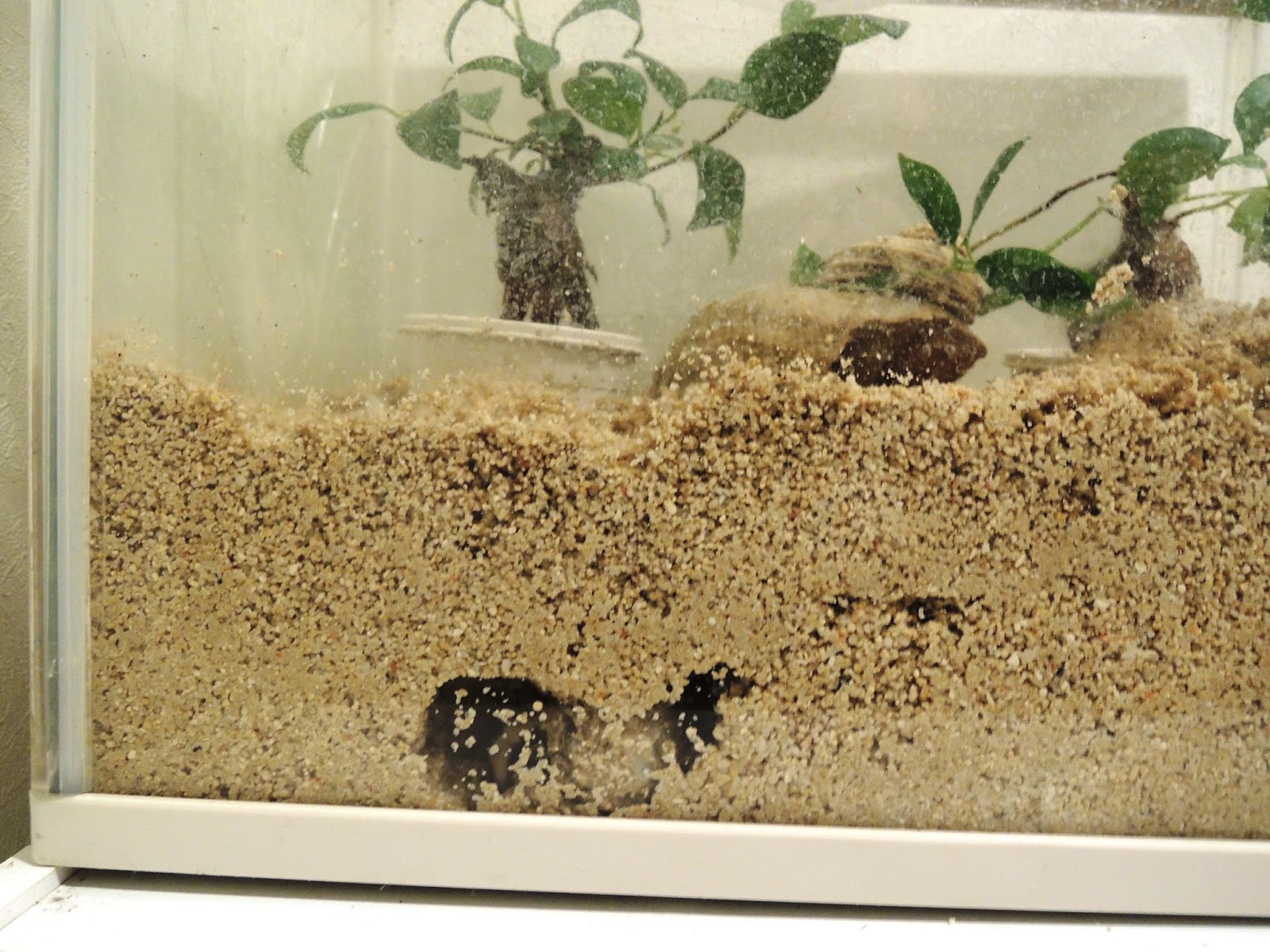 オカヤドカリ育成日記 宿替えで成長 3年目を迎えました モニオの部屋