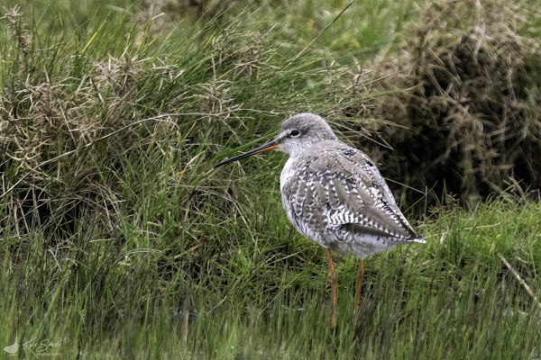 Spotted redshank