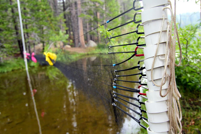 Catching Birds With Nets