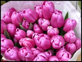 tulips2 edited