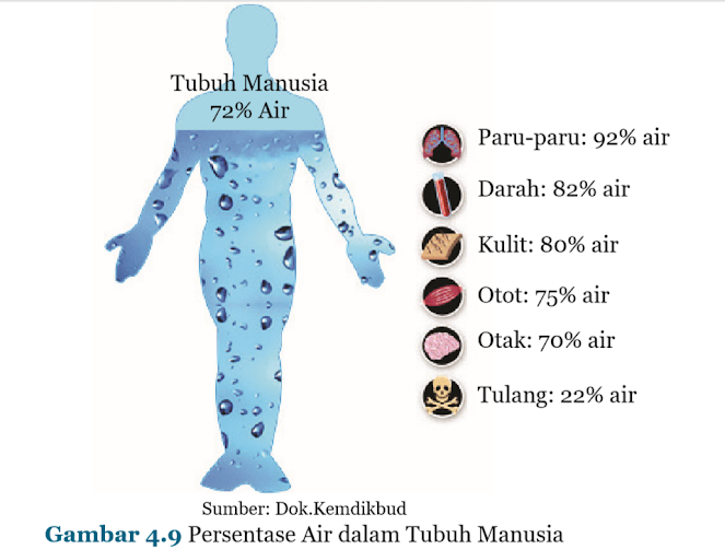 Persentase Air dalam Tubuh Manusia