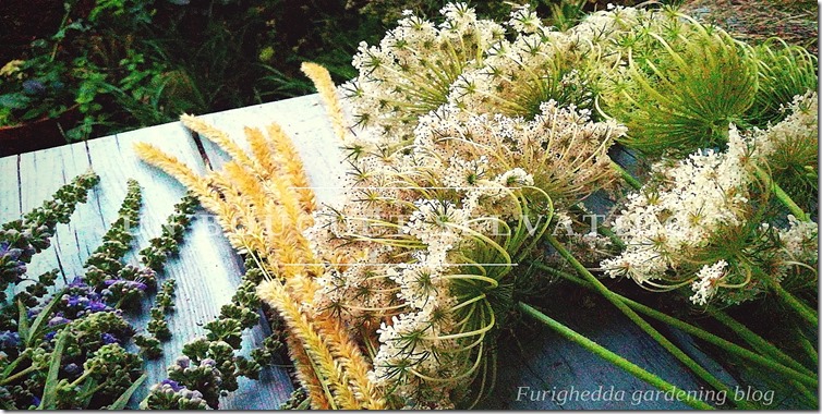 UN BOUQUET SELVATICO (15)
