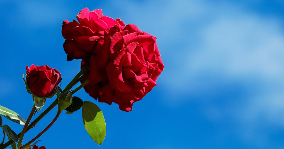 Terkeren 27 Gambar Bunga Mawar Merah Berduri Gambar 