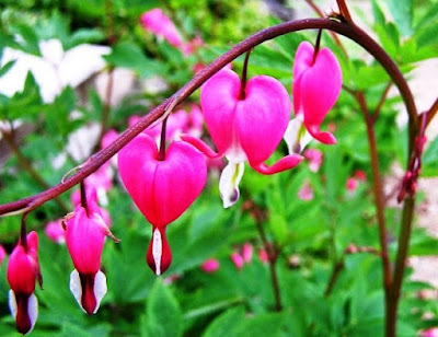 Bunga Tercantik di Dunia-Bleeding Heart-Pink