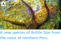 https://sciencythoughts.blogspot.com/2014/06/a-new-species-of-brittle-star-from.html