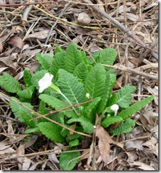 Spring09 009