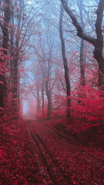 Autumn Forest Path HD Wallpaper