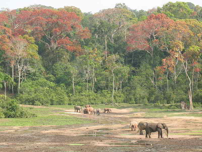 Elefantes Africanos