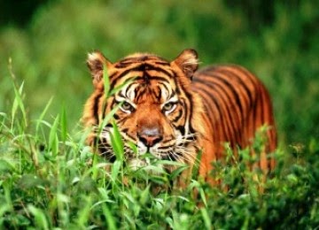 14+ Koleksi Cemerlang Informasi Tentang Hewan Langka Harimau Sumatera