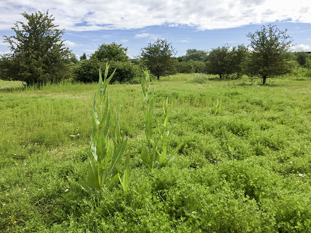 Grassland at Leybourne Lakes, 16 June 2016.