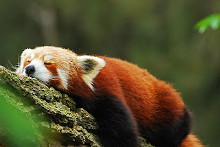 Funny Red Panda Bueatiful Images