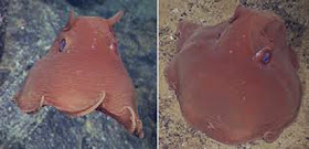 Flapjack octopus