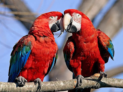 foto de aves coloridas